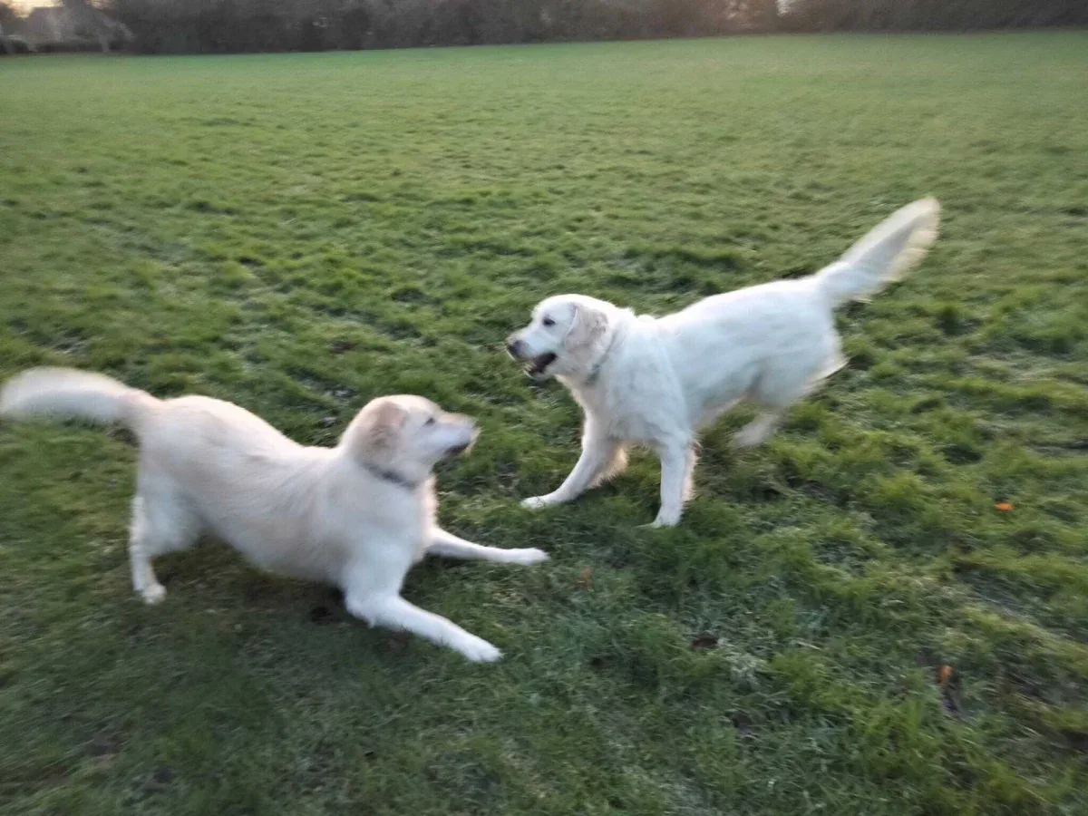 Two golden retrievers running on grass